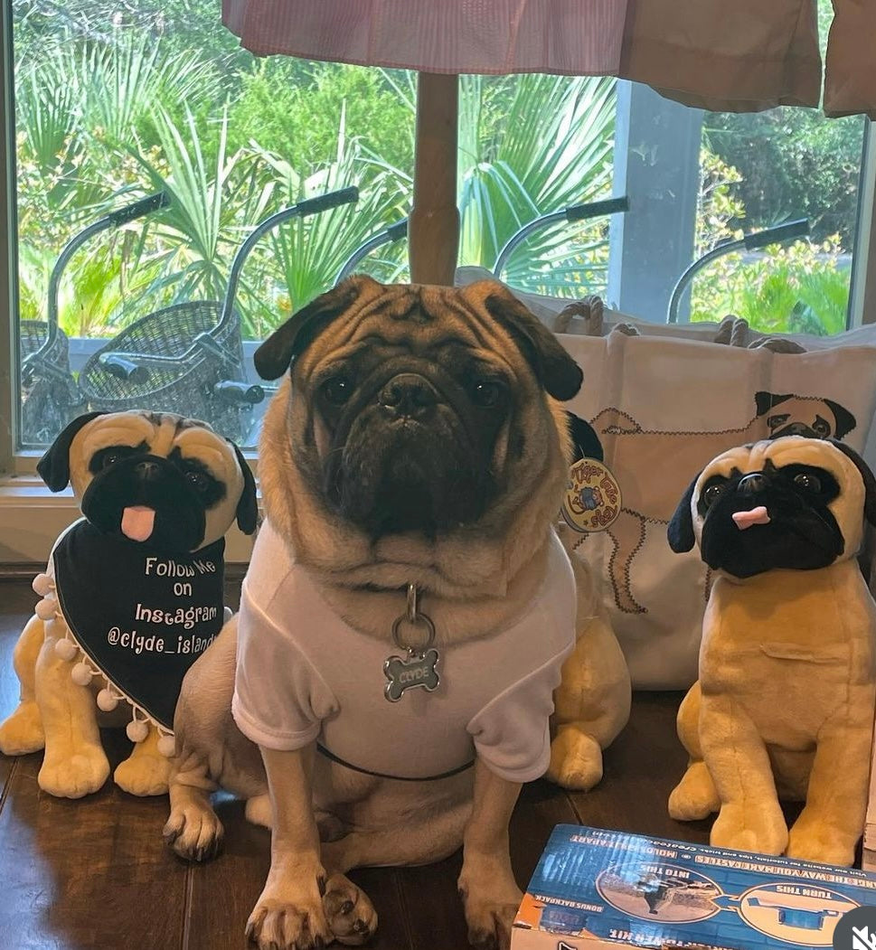 Clyde the Pug Stuffed Animal by Tiger Tale Toys - BHI